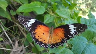 Leopard Lacewing wildbanglabd nature wildlifebd butterfly [upl. by Tomaso]