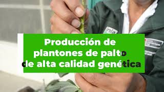 Producción de plantones de palto en 5 paso [upl. by Estrella535]