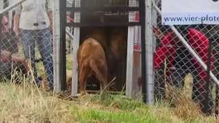 LIONSROCK  ein sicheres Zuhause für Großkatzen [upl. by Hacceber]