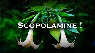 Scopolamine  Worlds Most Dangerous Drug [upl. by Patman]