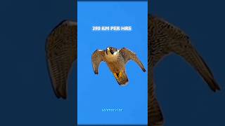 Peregrine falcon shorts facts [upl. by Adnylem]