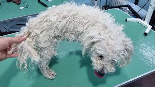 Grooming A MATTED Maltese Dog [upl. by Samid598]