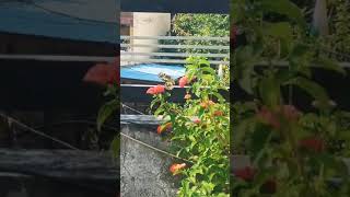 beautiful butterfly flowers song status beautiful flowers terrace Garden Titli YouTube shorts [upl. by Aivata]