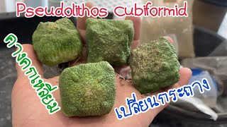 เปลี่ยนกระถาง ต้นคางคกเหลี่ยม Pseudolithos cubiformid [upl. by Barret288]