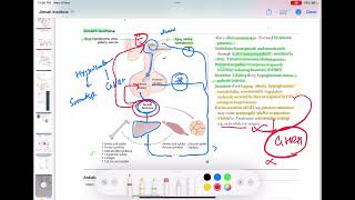 Growth Hormone physiology part 2 endocrinology 6  First Aid USMLE Step 1 in UrduHindi [upl. by Byron710]