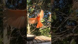 Cardinal swoops in to take the feeder 🐦 backyardbirds [upl. by Alekahs]