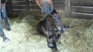 Friesian foal trying stand for the first time [upl. by Xad]