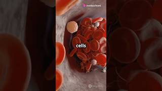 How Blood is Made I Hematopoiesis Explain I Human Body I shorts facts humanbiology [upl. by Gupta]