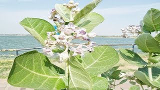 हर बीमारी का काल है आक का पौधा  Health Benefits Of Calotropis Gigantea  Aak Ke Fayde [upl. by Deeraf]