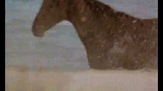 Black Stallion  The Horse 100 subscribers [upl. by Tasiana]