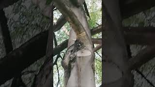 Impressive tree knots on hackberry [upl. by Hama245]