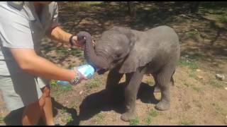 Orphaned baby elephant Shawu just loves his bottle [upl. by Vaclava]