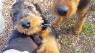 Airedale Terrier Puppies for Sale Video  S amp S Family Airedales  Pack Walk Airedale Puppies [upl. by Geaghan]