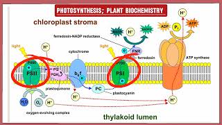 Photosynthesis  phase 1 Reaction  The Biochemistry Academy [upl. by Alleon]