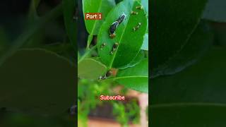 Watch this Caterpillar Turn Into A butterfly  Papilio Demoleus  Metamorphosis  Lime swallowtail [upl. by Eirrek]