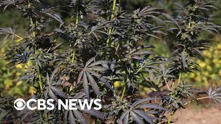 Chinesefunded illegal weed production expands in US [upl. by Divadnahtanoj]