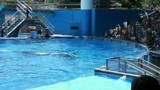 free willy song sea world orlando orcas [upl. by Gadmon]