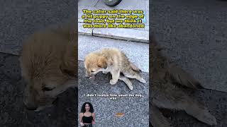 straydog viralvideo lonelydog lovememode spayandneuter abandoned rescue dogtok savepuppy [upl. by Boeschen]