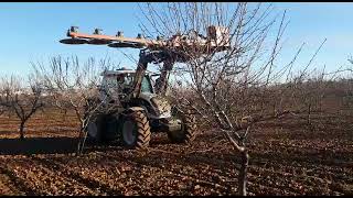 RECORTE PODADESPUNTE TOPPING EN ALTURA EN PLANTACION LEÑOSO ALMENDRO PREPODADORA DE DISCOS [upl. by Ocirederf]