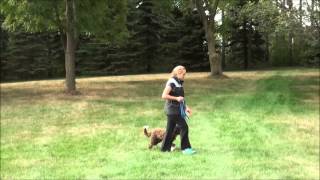 Louie Australian Labradoodle Boot Camp Dog Training Video [upl. by Lan]