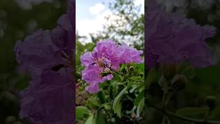 Pink Lagerstroemia indica [upl. by Gamal]