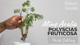 Propagating Thick Ming Aralia Cutting Polyscias Fruticosa Jan2024 [upl. by Tsugua]