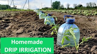 Simple amp Quick Drip Irrigation System for Growing Tomatoes [upl. by Angi207]