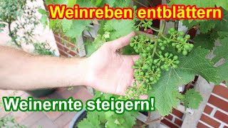 WICHTIG  Weinreben entblättern amp entlauben  Warum du Wein ausdünnen musst [upl. by Pages]