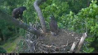 DC Eagle Cam 6817 What Goes Up Must Come Down [upl. by Yuille]