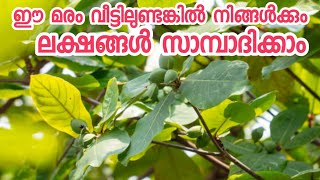 ഈ മരം വീട്ടിലുണ്ടങ്കിൽ വേറെ ജോലിക്ക് പോവണ്ട [upl. by Orimisac487]