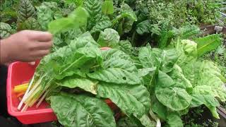 How to Grow Swiss Chard in Abundance UrduHindi [upl. by Aney508]