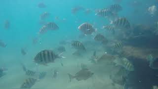 Mergulho Livre com Máscara Full Face de Snorkel Duplo em Ilha Grande  Angra dos Reis [upl. by Meier]