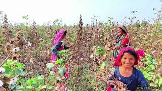 Cotton picking in the village گاؤں میں کپاس کی چنائی Village cotton ariba village family [upl. by Christis]