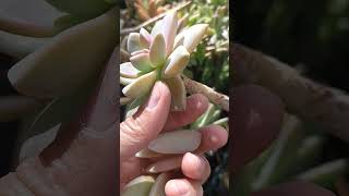 Graptopetalum paraguayense Plucked out some leaves to start propagation springgarden plants [upl. by Lekkim779]