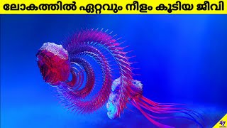 Siphonophore🪱Worlds🌏Longest Animal  Longer Than Blue Whale🐋 Facts Malayalam  47 ARENA shorts [upl. by Humphrey]