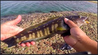 PESCA DE MEROS Y PEZ TURCO  PARTE NRO 1  ISLA ESCONDIDA  PATAGONIA ARGENTINA [upl. by Akived]