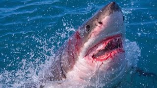 Female Body Found in 18 Foot Great White Shark [upl. by Guthrey]