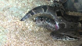 Dumerils Boa Giving Birth 2MP4 [upl. by Zoilla304]