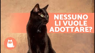 7 CURIOSITÀ sui GATTI NERI 🐱🖤 Ti portano sfortuna Perché nessuno li vuole adottare [upl. by Abeu]