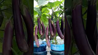 With just a few plastic bottles and no garden harvest eggplants with each hand grow shorts [upl. by Darees]