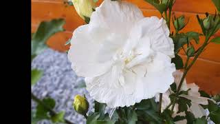 Ketmia syryjska Hibiscus syriacus White chiffon Uprawa i Pielęgnacja róży chińskiej [upl. by Etteb]