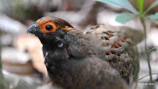 Urudonordeste  Spotwinged WoodQuail  Odontophorus capueira plumbeicollis [upl. by Il]