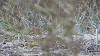 Рогатый жаворонок Eremophila alpestris 161024 ЮПНГ [upl. by Hanikahs811]