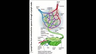 Lymph flow through lymph node  explanatory figure [upl. by Klenk]