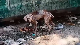 A scrawny stray dog Found by rescuers Amazing Transformation [upl. by Toshiko228]