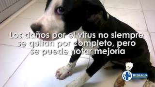 Perro con moquillo nervioso tratado con ACTINMUN NDV [upl. by Gerdeen]