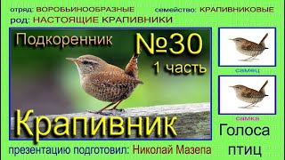 Крапивник 1 часть Настоящие крапивники Голоса птиц [upl. by Ama]