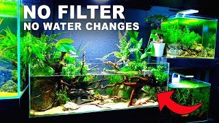 Planted Tank Ecosystem NO WATER CHANGES Is It possible How To No Filter No Ferts No co2 No Heater [upl. by Nnorahs]