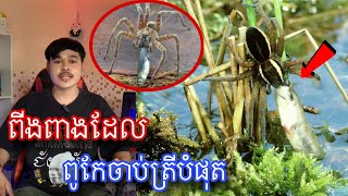 កំពូលពីងពាងដែលពូកែចាប់ត្រីបំផុតក្នុងលោក l MrVeasna [upl. by Ettennej442]