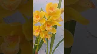 Cymbidium Orchids quotBlazing Dreamsquot Hybrids Orchids I love yellow flowers plants plantas flower [upl. by Proudlove]